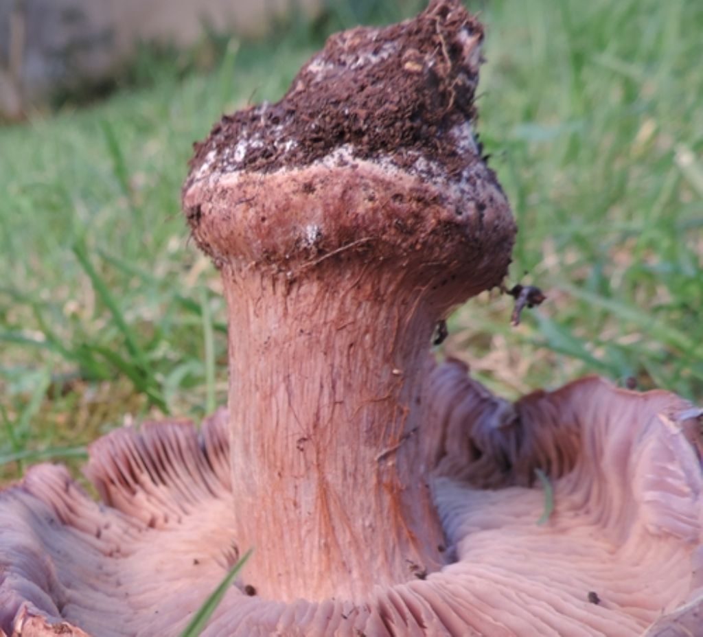 Cortinarius di faggio